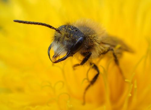 Réf. 251 927 : Andrena sp.